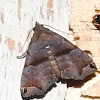Double Arc moth