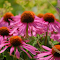 Item logo image for Purple flower garden