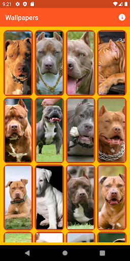 Pitbull Wallpapers