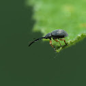 weevil