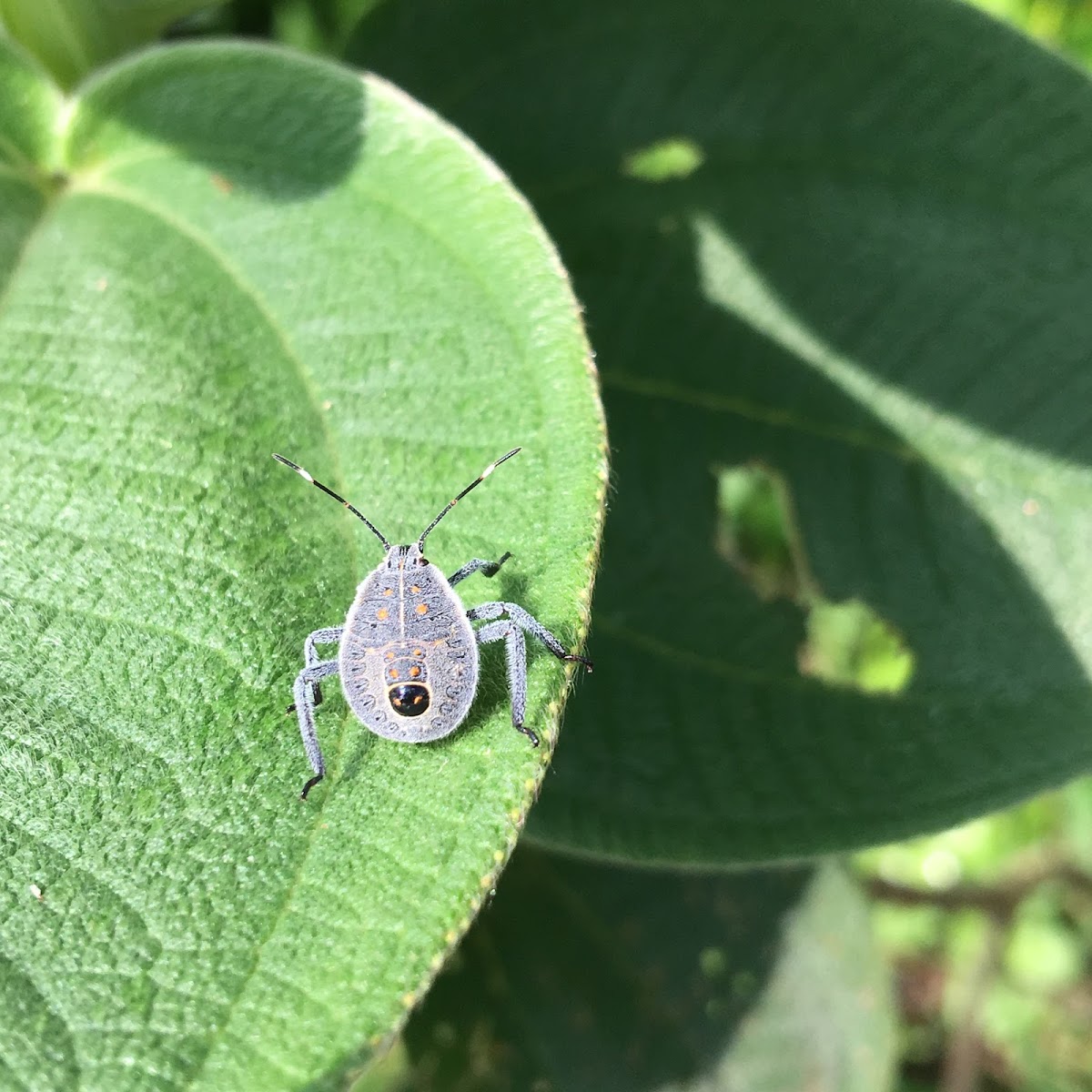 Stink Bug