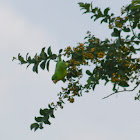 Green Parakeet