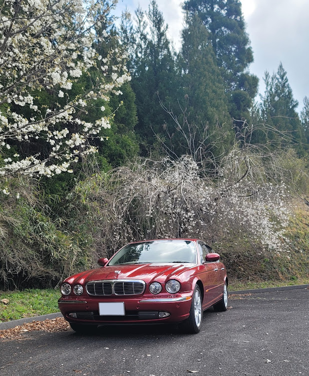 XJの桜コラボに関するカスタム事例の投稿画像1枚目