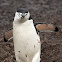 Chinstrap Penguin