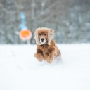 Dog playing in the snow