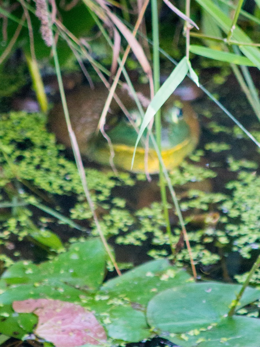 American bullfrog