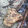 Decayed Golden Reishi Mushroom