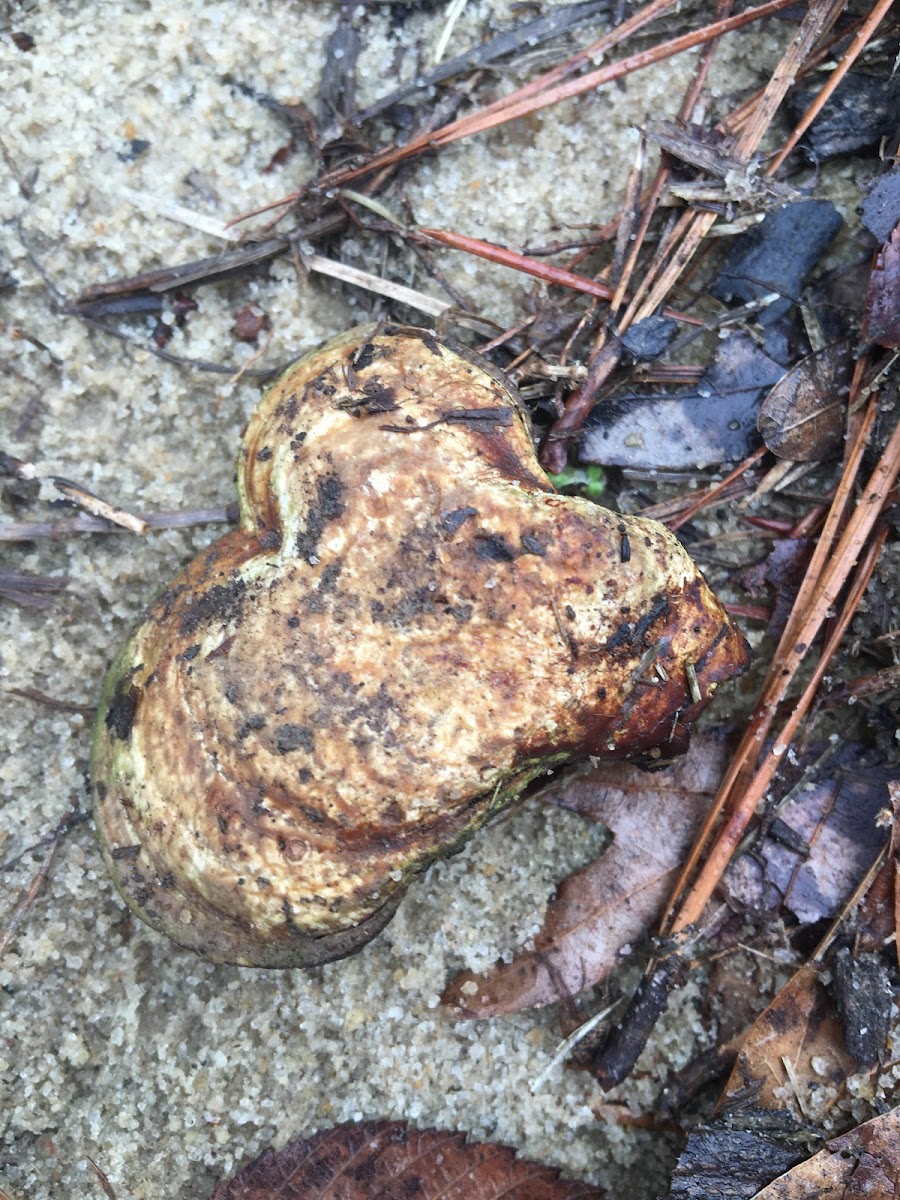 Decayed Golden Reishi Mushroom