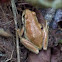 Pacific Chorus Frog