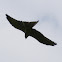 Black Kite