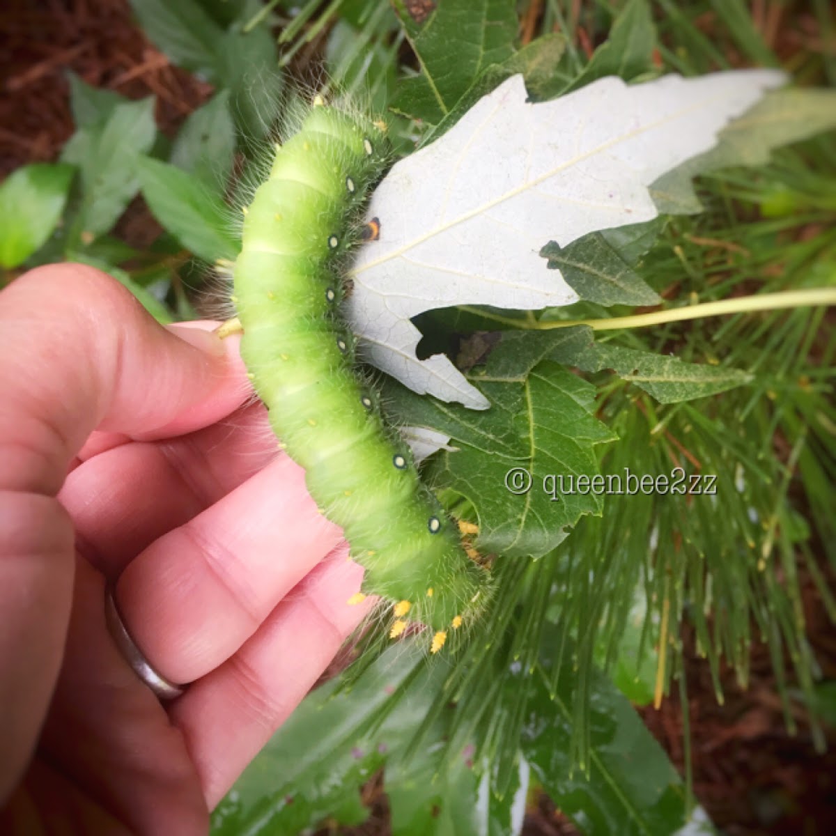 Imperial moth caterpillar