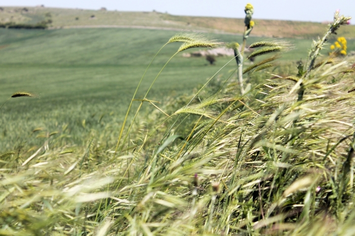 Come spighe di grano ... di grazianakaw