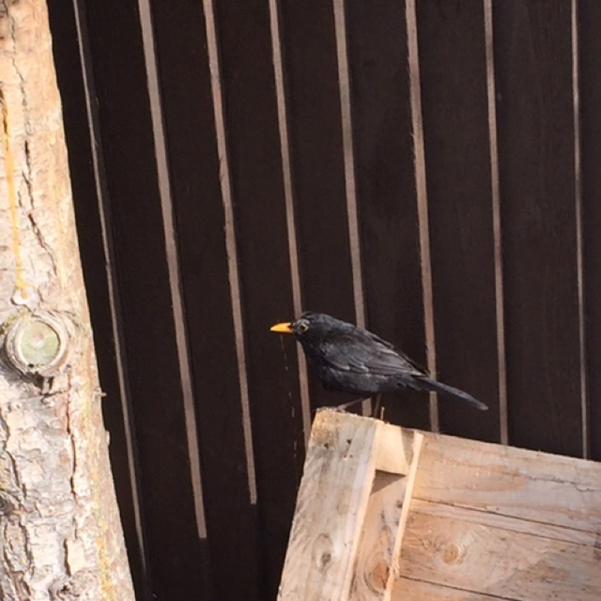 Common Blackbird