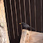 Common Blackbird