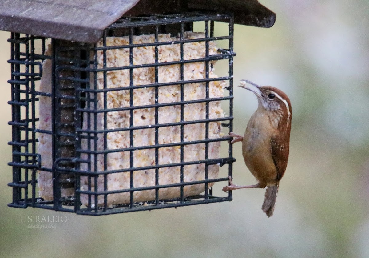 Carolina Wren