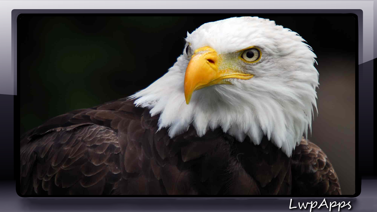 Eagle Wallpaper Apl Android Di Google Play