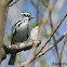 Black-and-white Warbler