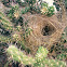 Cactus wren nest