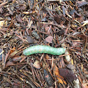 White-dotted Prominent