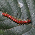 Millipede (?)