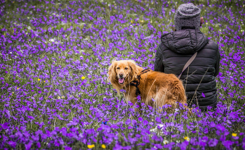 Seduta sul viola di gnuc