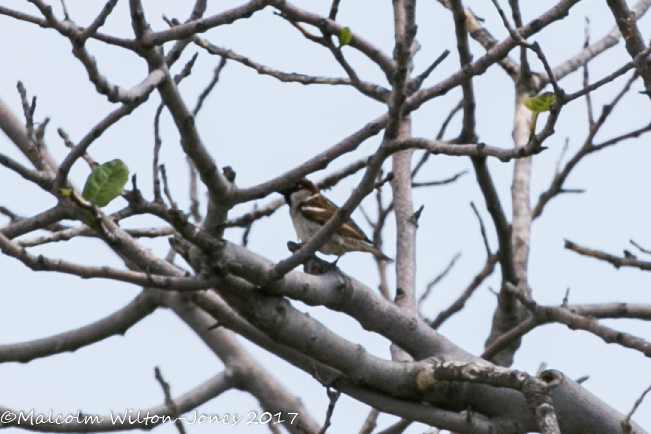 House Sparrow; Gorrión Común