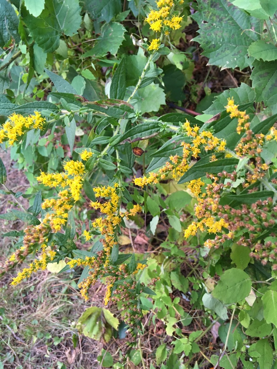 Common Wrinkle-leaved Goldenrod