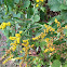 Common Wrinkle-leaved Goldenrod