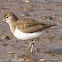 Common Sandpiper