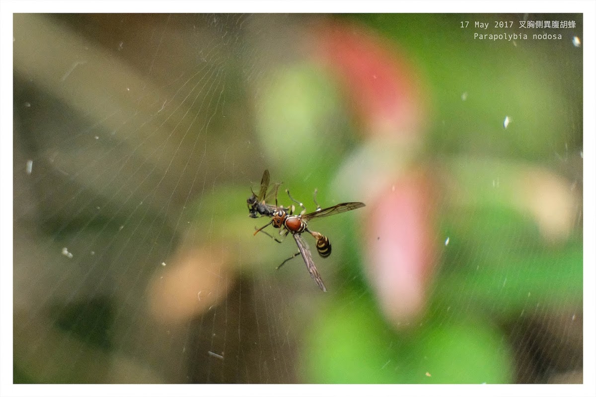 Parapolybia nodosa 叉胸側異腹胡蜂