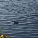 American Coot