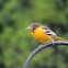 Baltimore Oriole