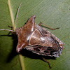 Edessa Stink bug