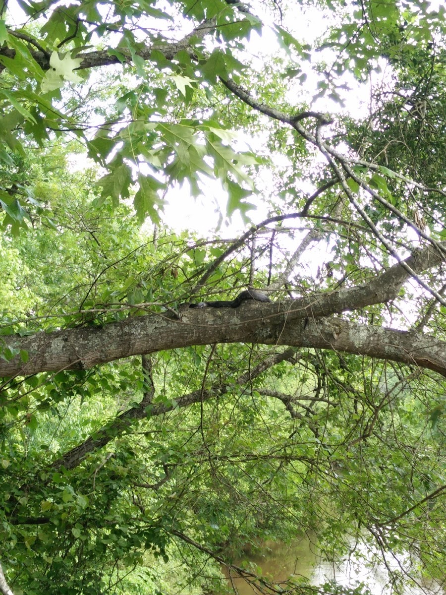 Western Rat Snake