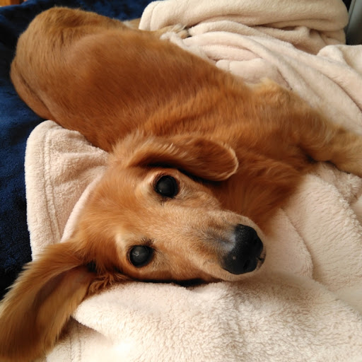 レオパパのプロフィール画像