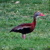 Black-bellied whistling duck