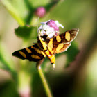 Orange-spotted Flower Moth or Red Waisted Florella Moth