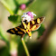 Orange-spotted Flower Moth or Red Waisted Florella Moth