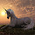 Unicorn Images Wallpapers NewTab Theme