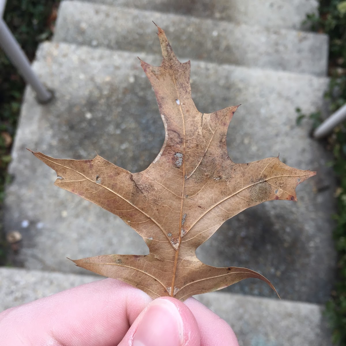 Pin Oak Tree