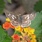 Desert checkered skipper