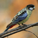 Northern Rosella