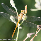 Common Darter