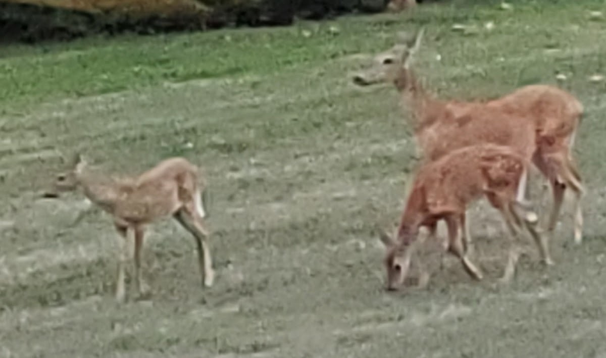 White Tailed Deer