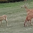 White Tailed Deer