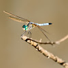 Blue dasher (male)