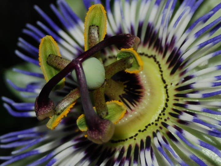 Passionflower di Malulux