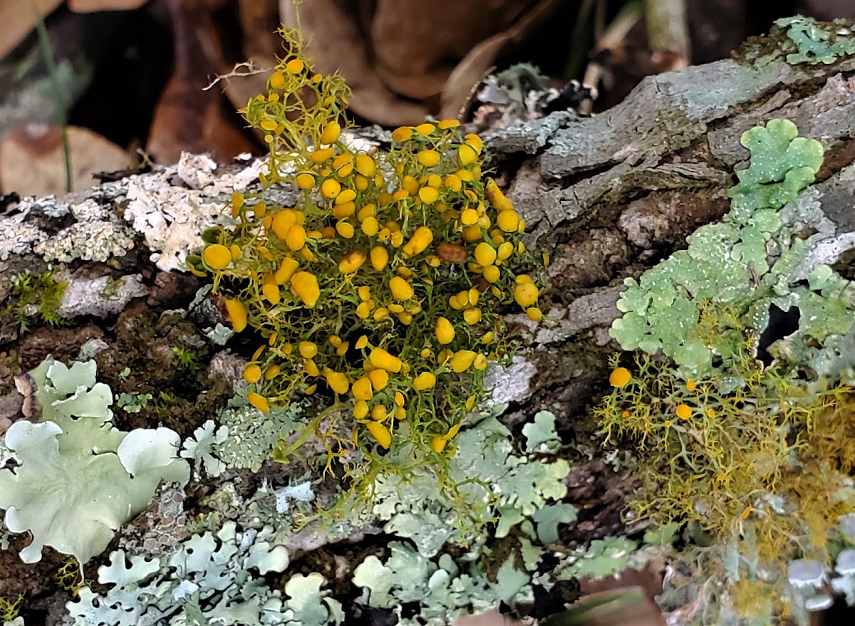 Slender orange bush lichen