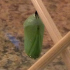 Malformed Monarch Chrysalis