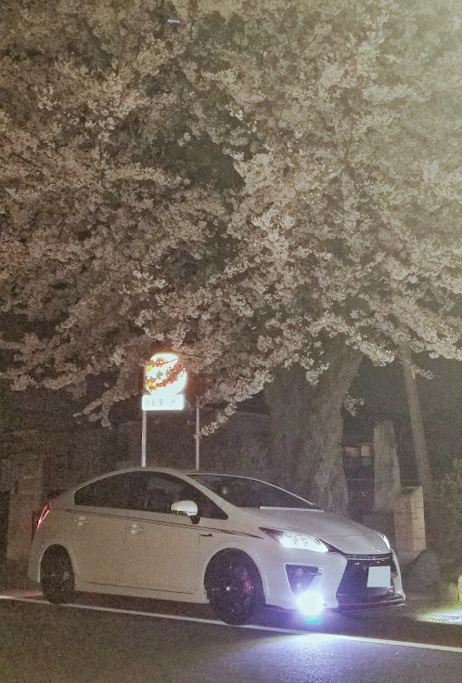 プリウス G'sの夜桜と愛車・スマホ撮影・夜間撮影は難しいに関するカスタム事例の投稿画像2枚目